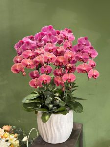 Shop Hoa Lan Hồ Điệp Quận 9 Cao Cấp, Giao Nhanh, Giá Tốt - Shop Hoa Tươi Quận 9 Qflower