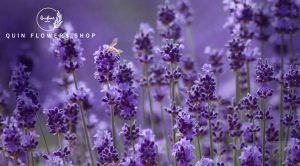 Ý nghĩa hoa Lavender
