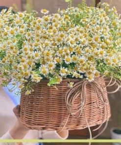 Giỏ hoa cúc tana đẹp, giá tốt