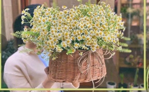 Giỏ hoa cúc tana đẹp, giá tốt