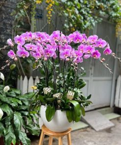 Chậu hoa lan hồ điệp Kim Tài với sắc hoa rực rỡ, chiêu tài – đón lộc, thích hợp tặng khai trương, đối tác, doanh nghiệp. Lan chuẩn form, hoa lâu tàn 6–10 tuần. Giao nhanh toàn Phú Nhuận và TP.HCM – ảnh thật trước khi giao.