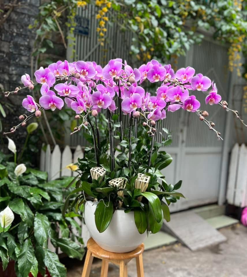 Chậu Hoa Lan Hồ Điệp Kim Tài – Sang Trọng Chiêu Tài Lộc 1 Chậu hoa lan hồ điệp Kim Tài với sắc hoa rực rỡ, chiêu tài – đón lộc, thích hợp tặng khai trương, đối tác, doanh nghiệp. Lan chuẩn form, hoa lâu tàn 6–10 tuần. Giao nhanh toàn Phú Nhuận và TP.HCM – ảnh thật trước khi giao.