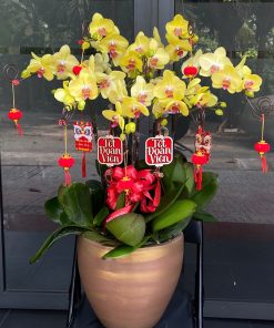 Chậu lan hồ điệp Ngọc Vàng An Nhiên – sắc vàng may mắn, sang trọng, phù hợp biếu Tết – tặng sếp – trang trí nhà cửa. Lan loại 1, bền 30–45 ngày. Giao nhanh 60 phút tại Phú Nhuận và toàn TPHCM. Đặt ngay tại Qflower!